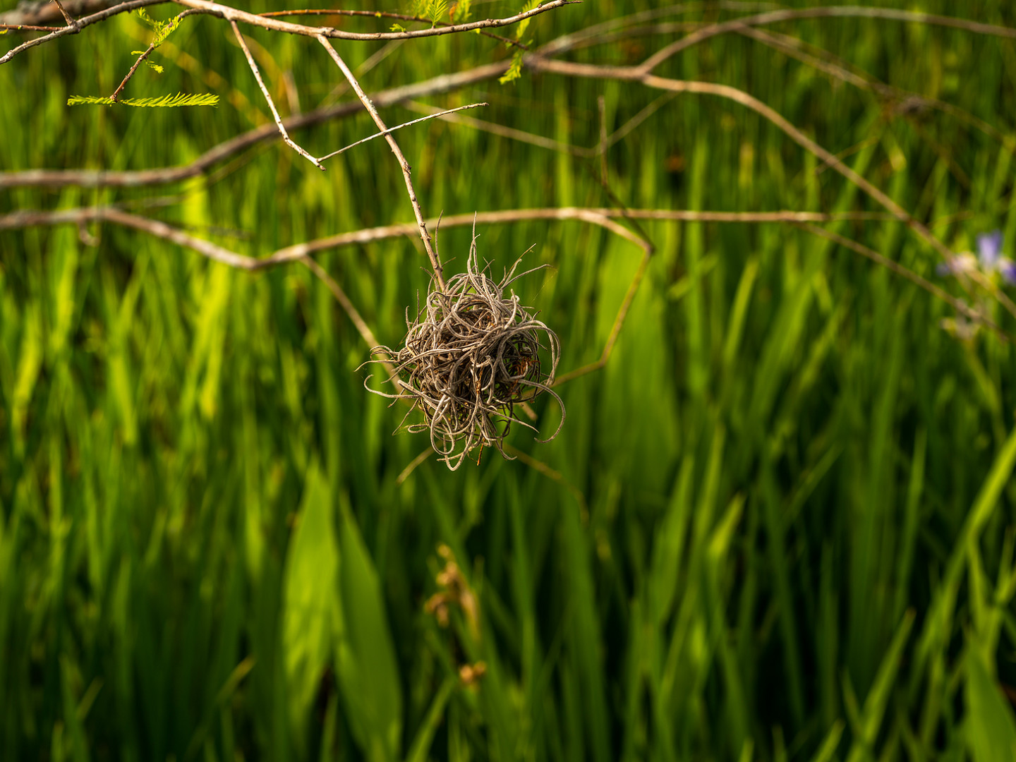 Ball Moss Removal Boerne, Kerrville, Fredericksburg & Bandera, TX