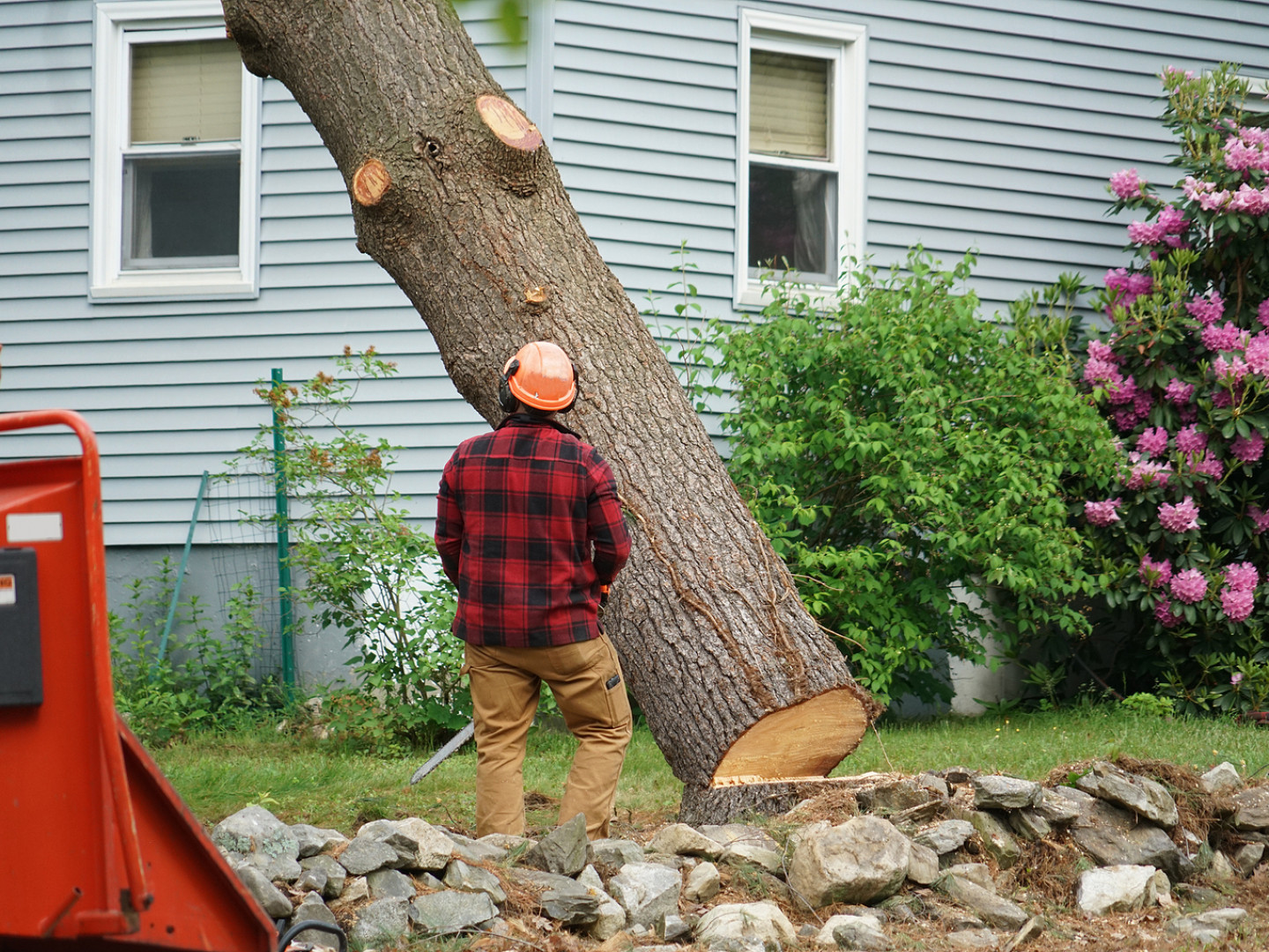 Tree Removal & Stump Removal Boerne & Kerrville, TX Gilbert Tree