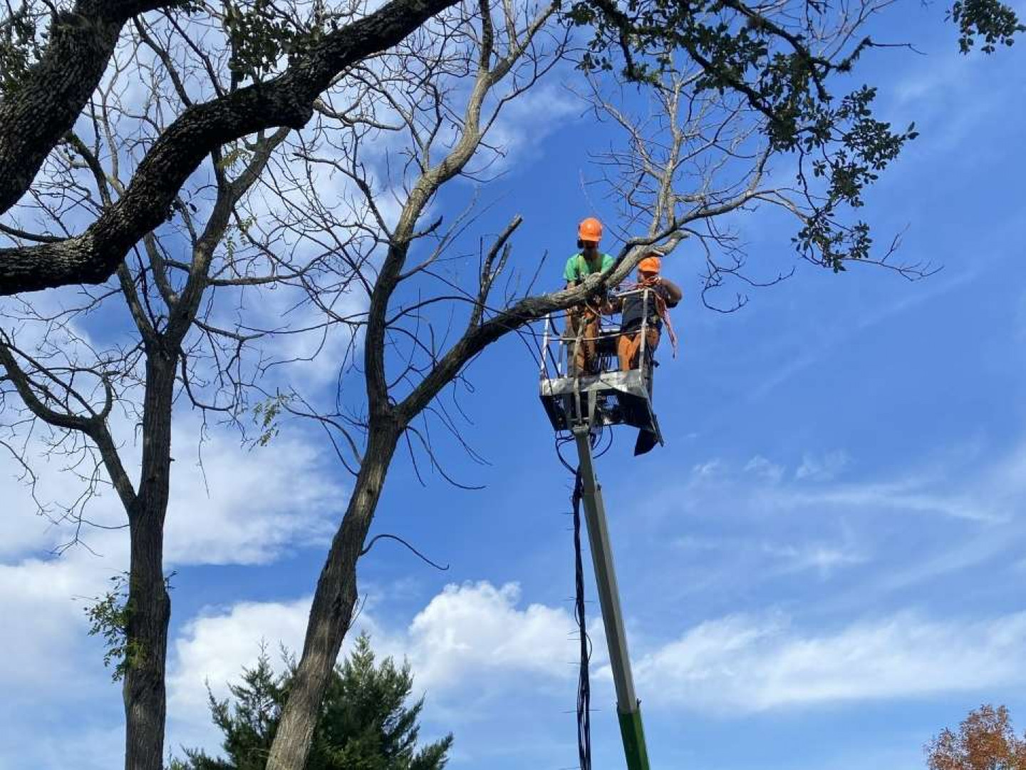 Tree Trimming & Tree Pruning | Boerne, Kerrville, Fredericksburg ...