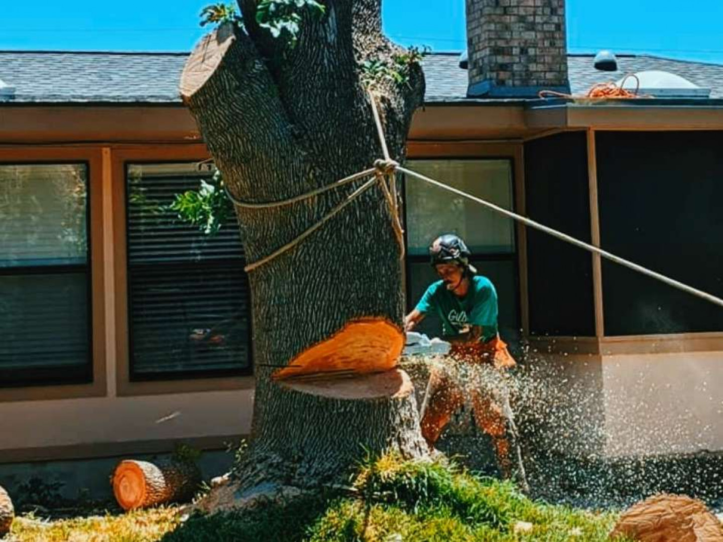 Gilbert Tree Removal